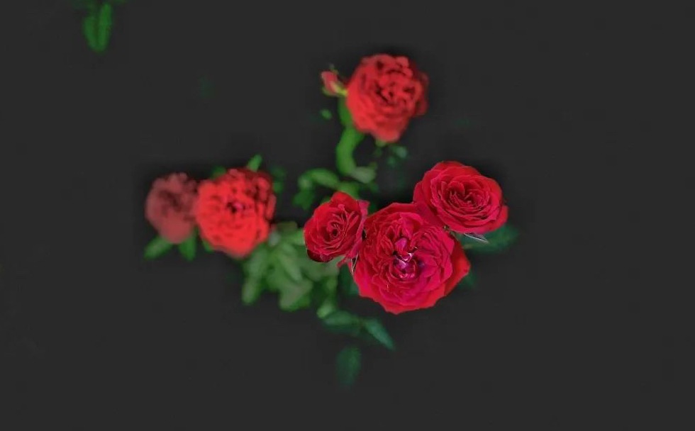 Every Bloom Is Different