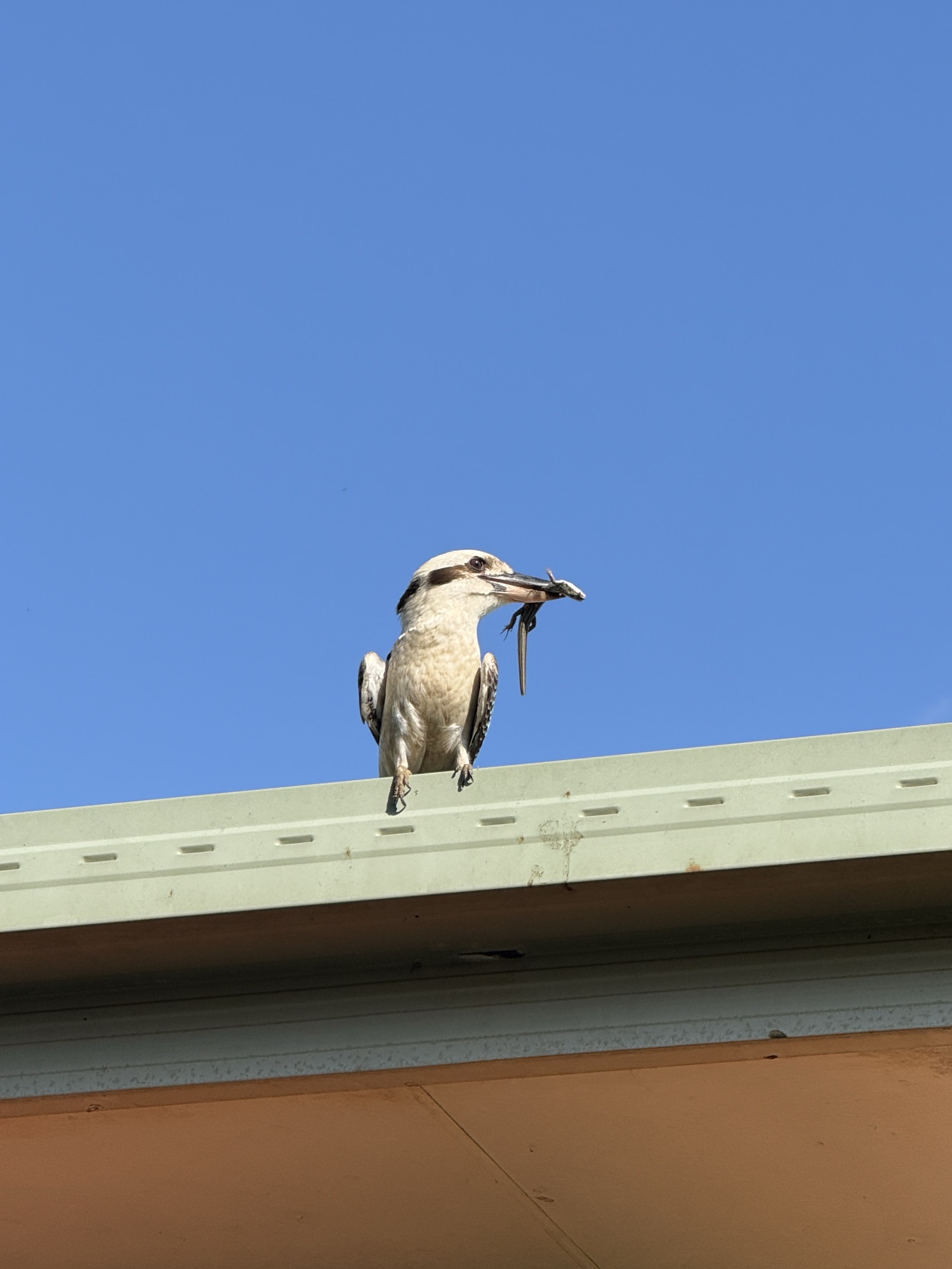 Found a feast and wasn’t letting go😊